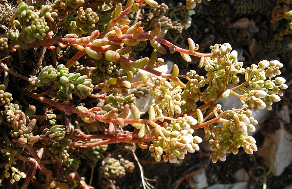 Sedum album